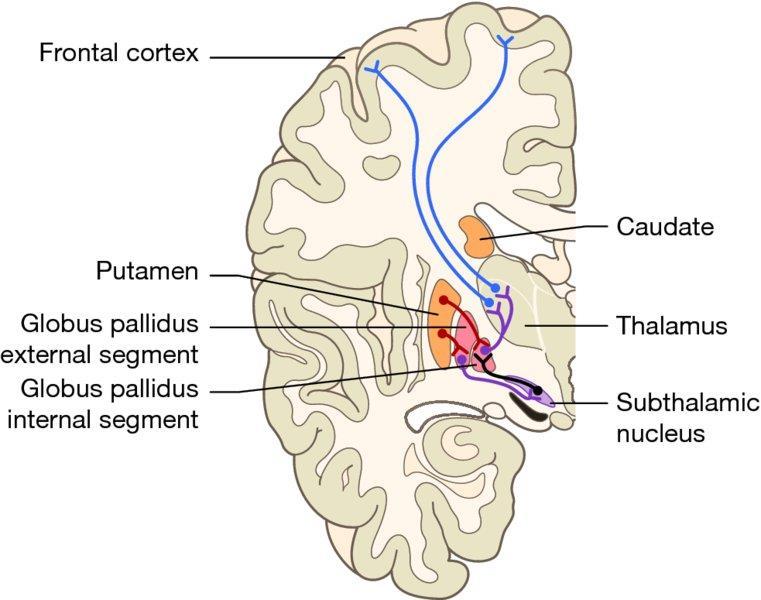 11 Globus pallidus: external segment (GPe) Contains tonically active neurons that send focused inhibitory projections to corresponding GPi neurons.