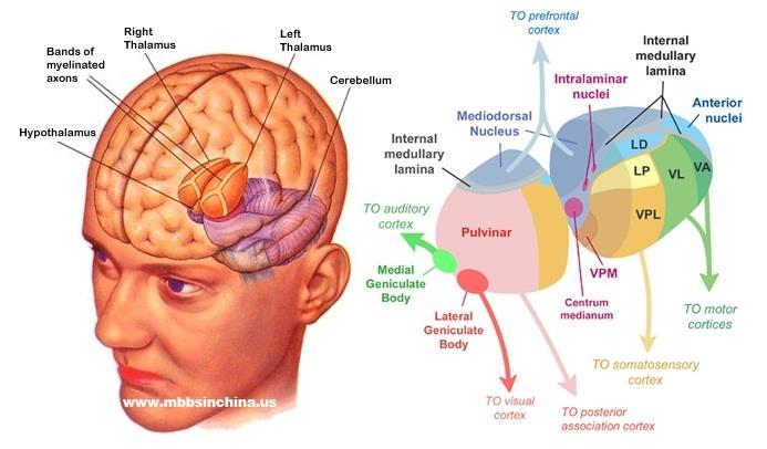 Thalamus MD The thalamus, specifically the medial dorsal (MD), ventral anterior (VA), and ventrolateral (VL) nuclei.