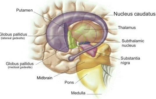 Substantia nigra pars compacta (SNc) SNc has neurons that release the neuromodulator dopamine and innervate the striatum. There are two different kinds of dopamine receptors in the striatum.