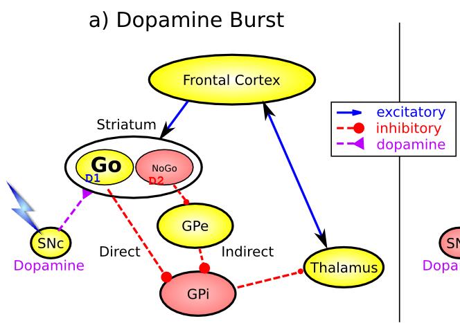DA burst activity drives the direct "Go" pathway neurons in the striatum, which then inhibit the tonic activation in the globus pallidus internal segment (GPi), which releases specific nuclei in the