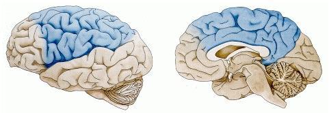 26 The Cerebellum: inputs Once the basal ganglia elect an action to perform based on TD reinforcement learning, the cerebellum takes over once the action has been initiated, and uses error-driven