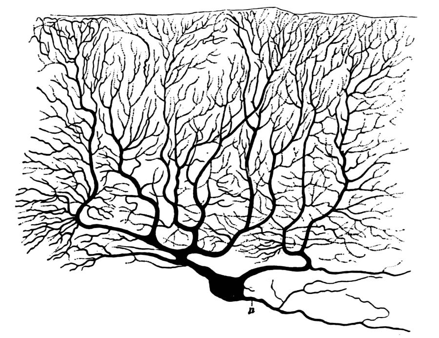 27 The Cerebellum: anatomy The cerebellum has a very characteristic anatomy, with the same basic circuit replicated million times over and over.