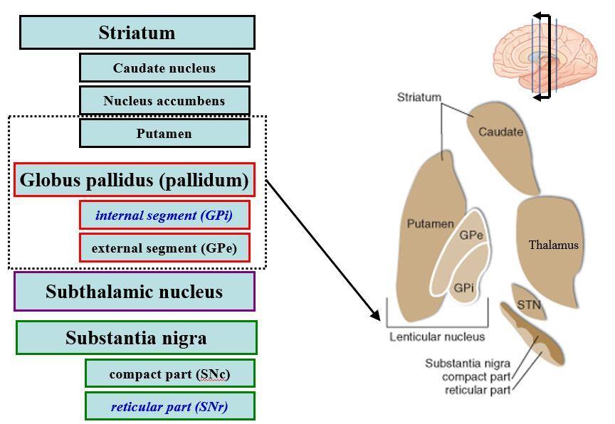 Basal Ganglia o Principal inputs from the cortex putamen, caudate nucleus, nucleus accumbens, subthalamic nucleus o Principal outputs from the GPi + SNr thalamus cortex o Nigrostriatal pathway -