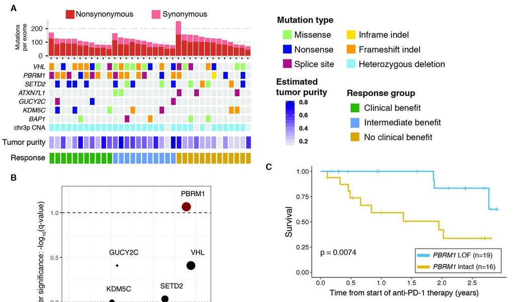PBRM1 LOF Mutations Enrich for Benefit From Anti PD-1 Therapy Whole exome sequencing of 35 clear cell