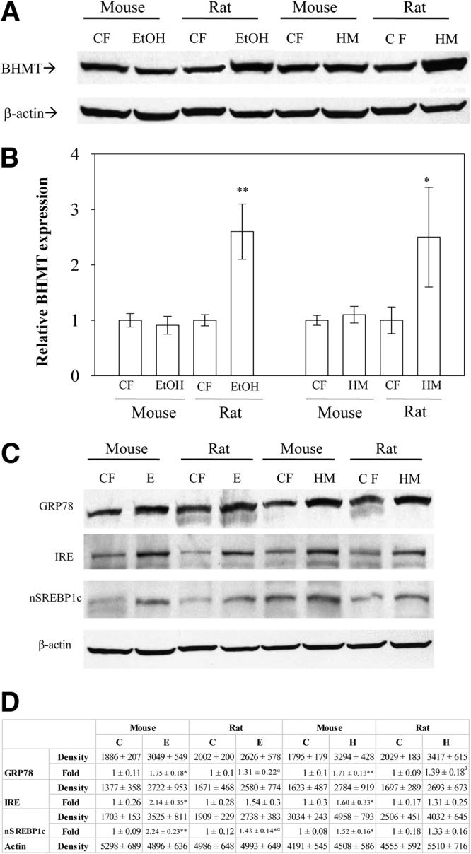 Comparison of Response in Primary Mouse and Rat Hepatocytes Activities of Human BHMT Promoter.