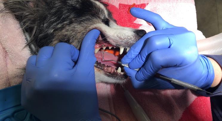 Scaling and Polishing: Teeth scaling, and polishing is performed by a veterinary technician or the Veterinarian.