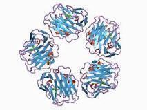C reactive protein acute-phase protein of hepatic origin