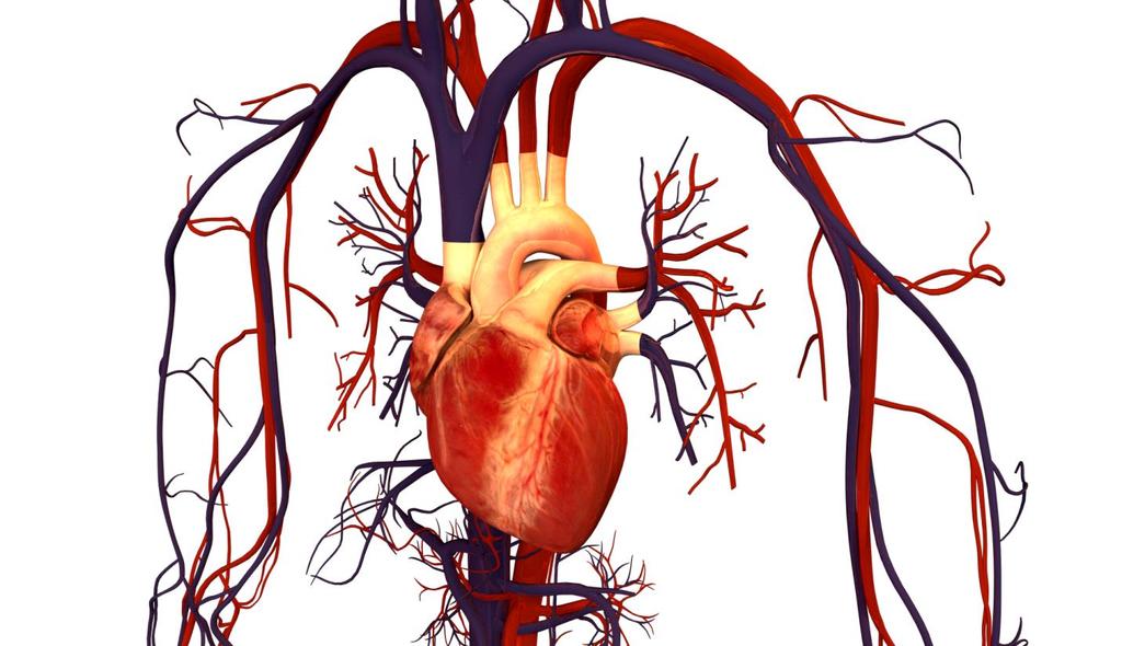 Cardiovascular and Circulatory