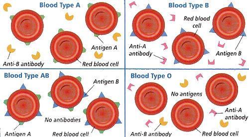 Donors and Recipients Blood Types The Rh factor is