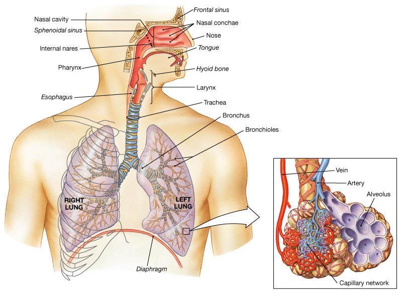 Air then enters the which carries the air into and out of the lungs. (also known as the windpipe) E. The lung. take the air into and out of each F.