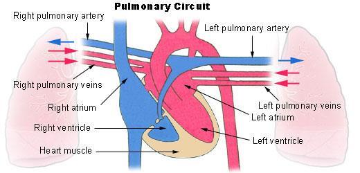 The Exchange System for Living Circulatory
