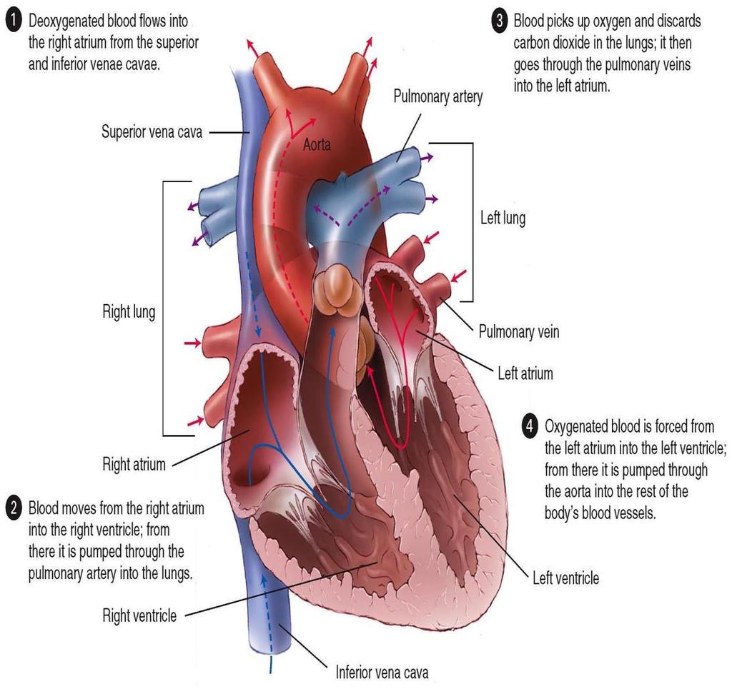 Blood Flow Through the Heart Deoxygenated blood enters the right atrium From the right