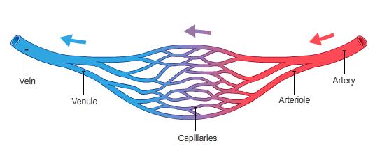 Arterioles: Smaller arteries that go to the capillaries. 3. Veins: Carries blood to the heart- CO2 4.