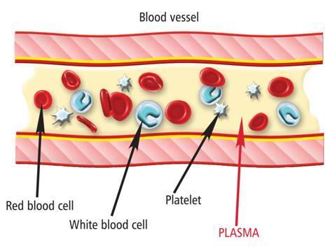 There are Four Parts of the Blood. A. Plasma a.