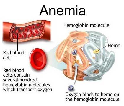 They are also known as erythrocytes and most of the RBC is hemoglobin which