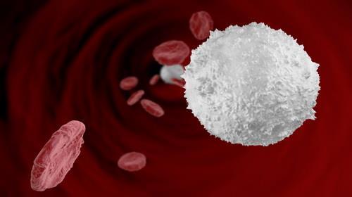 White Blood Cells (Lymphocytes) Function and