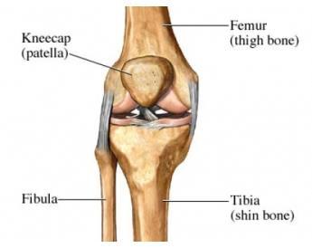 CHAPTER I The human knee joint 1.1 Anatomy of the knee 1.1.1 Bones CHAPTER I THE HUMAN KNEE JOINT The knee joint represents one of the strongest and most important joints in the human body.