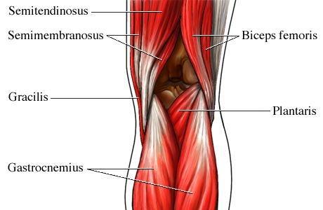 The quadriceps femoris include four muscles: vastus lateralis, vastus medialis, vastus intermedius, and rectus femoris. These large muscles originate from the ilium and femur and insert on the tibia.