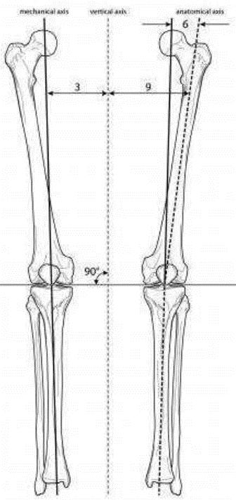 CHAPTER I The human knee joint Fig. 1-9. View of anatomical and mechanical axis of the lower limbs [11].