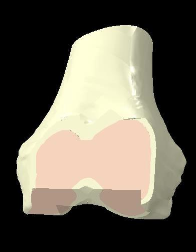 posterior view. 4.