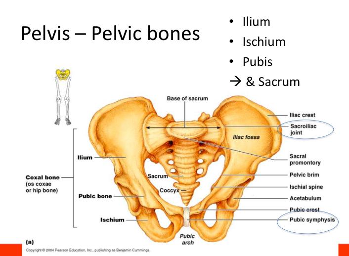 Topic 7: Hip and pelvis Parts