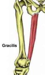 Gracilis Pubis (body and inferior ramus) Medial surface of tibia Adduct hip joint Flex