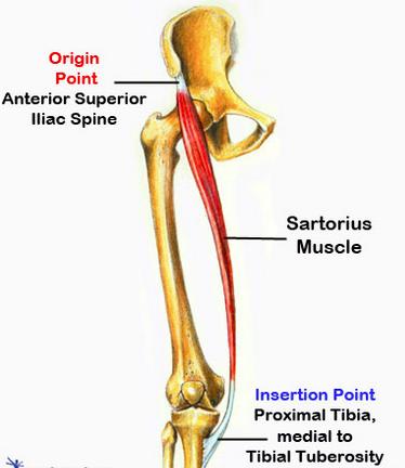 Sartorius Anterior superior iliac spine Superior medial tibia Flexion of hip