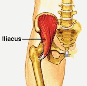 Iliac fossa Lesser trochanter of femur Flex thigh Stabilise hip Femoral
