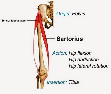 Sartorius ASIS/superior notch inferior to ASIS Superior medial