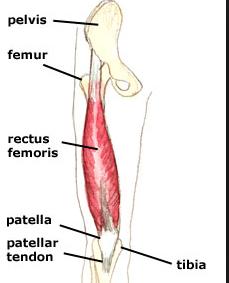 Rectus femorali s AIIS Quadriceps tendon to patella