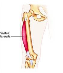 Vastus lateralis Greater trochanter/linea aspera Quadriceps tendon to