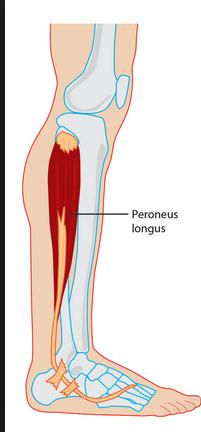 Peroneus teritius 1/3 anterior fibula IM Doral base 5 th metatarsal Fibula r Dorsiflexion Foot eversion Lateral group