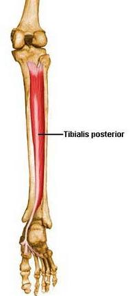 Tibialis posterior IM Posterior tibia Posterior fibula Tuberosity