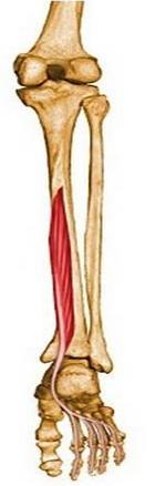ankle Flexor digitorum longus Medial posterior tibia Fibula via tendon