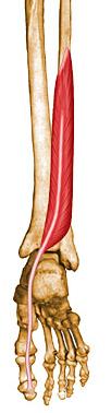 Flexor hallcius longus Inferior posterior fibula Inferior IM Base of distal phalanx of big toe Tibial Flexion of big toe Plantar flexion Nerves of the lower limb Nerve Innervates the Image Femoral