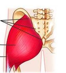 Muscles of the hip Muscle Origin Insertion Action Innervation Image Gluteus maximus Posterior illium, Gluteal