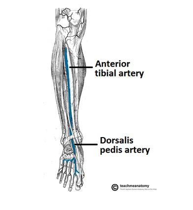 Tibial artery/vein (anterior)