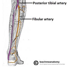 Tibial artery/vein (posterior)