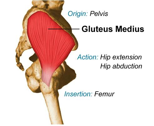 Gluteus medius Between anterior & posterior gluteal lines on illium