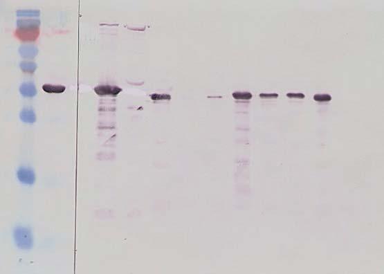 MW (kd) 55 40 35 25 15 10 Reactivity of anti LipL32 to leptospiral lysate panel-2 35 kd LipL32 His taq LipL32 mice sera BL21 24 25