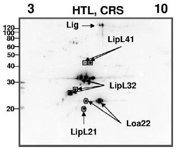 Proteome study revealed the presence of LigA, LipL41,LipL32, LipL21,Loa