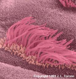 The Parts of The Eukaryotic Cell: 8) Locomotion 1) Cilia Short, numerous,