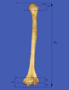 Accordingly, five humeral segments were defined by using the margins of articular surface and key points of muscle attachments.