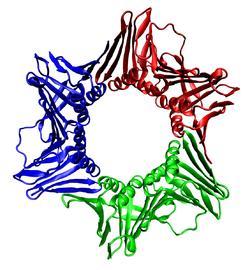 PCNA - Proliferating Cell Nuclear Antigen is a protein that acts as a processivity factor
