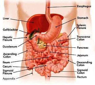 Gastroparesis Slow stomach emptying Impaired or delayed gastric emptying in PWPD 1/5 of PWPD complain of nausea and almost ½ bloabng even