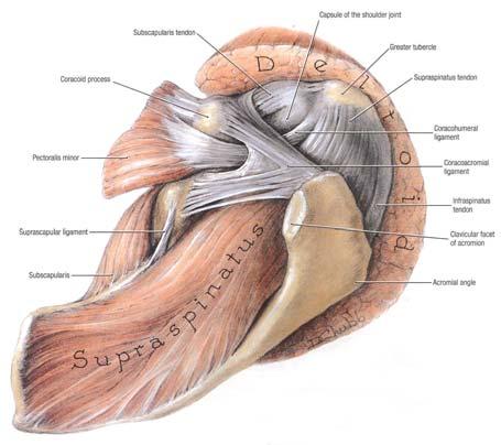 SHOULDER - TORN ROTATOR CUFF WITH SLAP TEAR ANATOMY AND FUNCTION-ROTATOR CUFF The shoulder joint is a ball and socket joint that connects the bone of the upper arm (humerus) with the shoulder blade