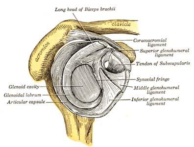 ARTHROSCOPIC LABRUM REPAIR (SLAP) ANATOMY AND FUNCTION - GLENOID LABRUM The shoulder joint involves three bones: the scapula (shoulder blade), the clavicle (collarbone) and the humerus (upper arm