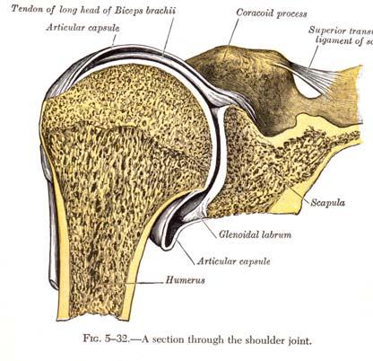 Because the head of the humerus much larger than the glenoid, a soft fibrous tissue labrum called the labrum surrounds the glenoid to help deepen and stabilize the joint.
