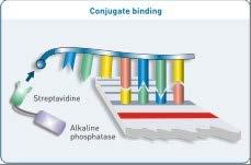 Line Probe Assays Amplification of the target Traditional PCR; one primer is biotinylated.