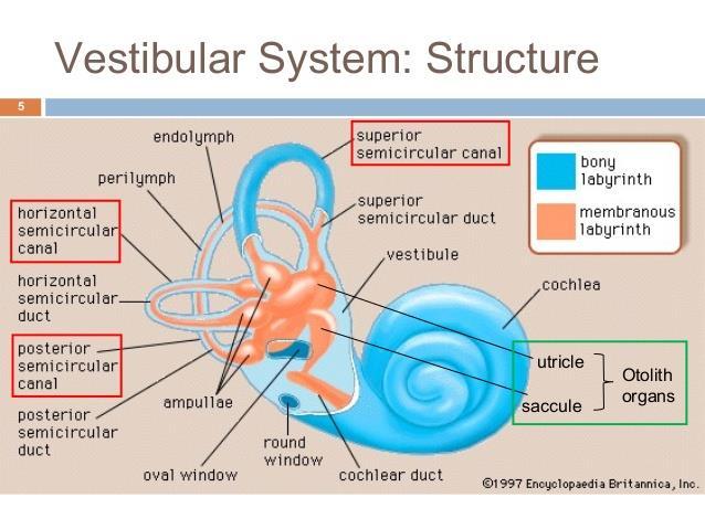 The vestibular system: The vestibular system is a sensory system that is essential to normal balanced movement and equilibrium.